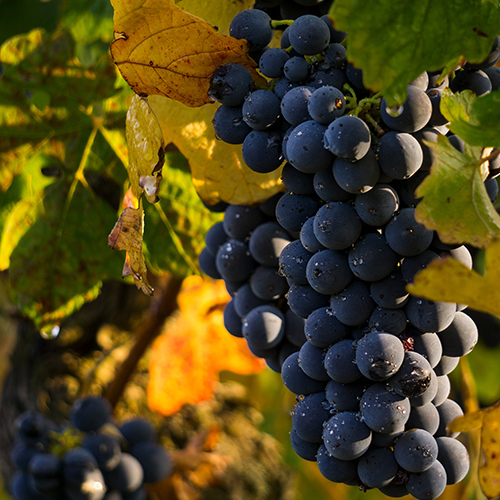 Mendoza Vigneti e Cantine