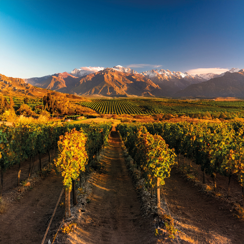 Mendoza Vigneti e Cantine
