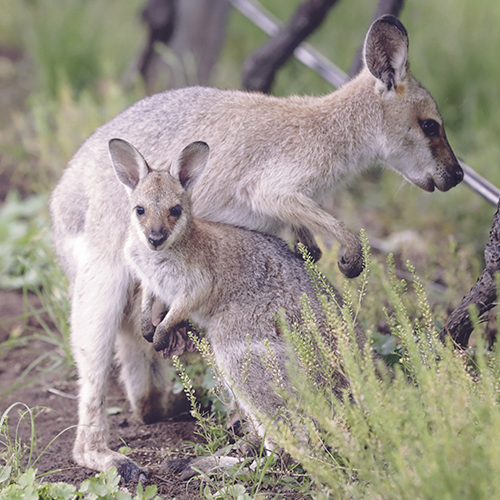 Tour Kangaroo