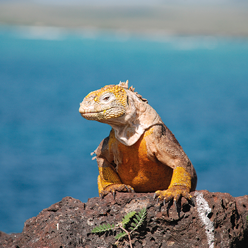 GALAPAGOS
