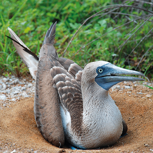 Crociera Galapagos