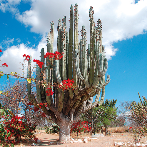 Tour Messico e Guatemala