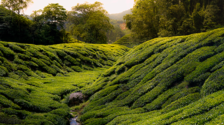 Cameron Highlands