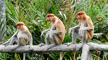 Sepilok Orang-Utan Rehabilitation Centre